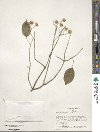 Euonymus maackii image