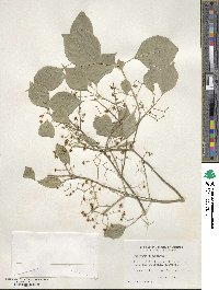 Euonymus maackii image