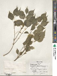 Euonymus maackii image