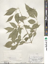 Euonymus maackii image