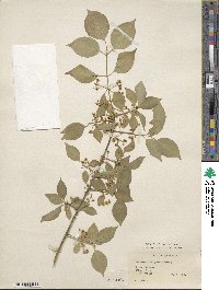 Euonymus maackii image