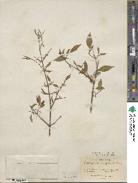 Euonymus maackii image