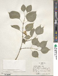 Euonymus maackii image