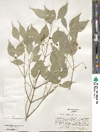 Euonymus maackii image