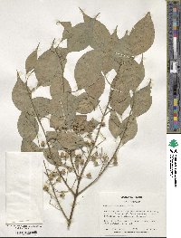 Euonymus maackii image