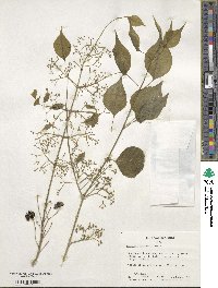 Euonymus maackii image