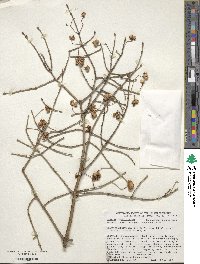 Euonymus maackii image