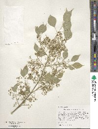 Euonymus maackii image