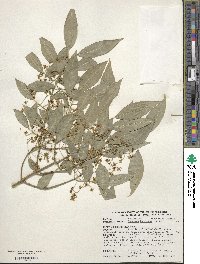 Euonymus maackii image