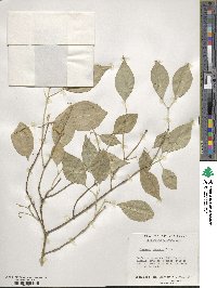 Euonymus maackii image