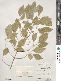 Euonymus maackii image