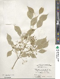 Euonymus maackii image