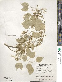 Euonymus maackii image