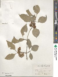 Euonymus maackii image