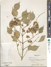 Euonymus maackii image