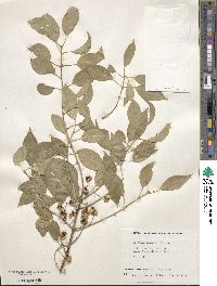 Euonymus maackii image