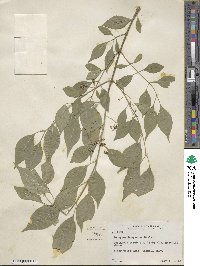 Euonymus maackii image