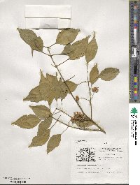 Euonymus maackii image