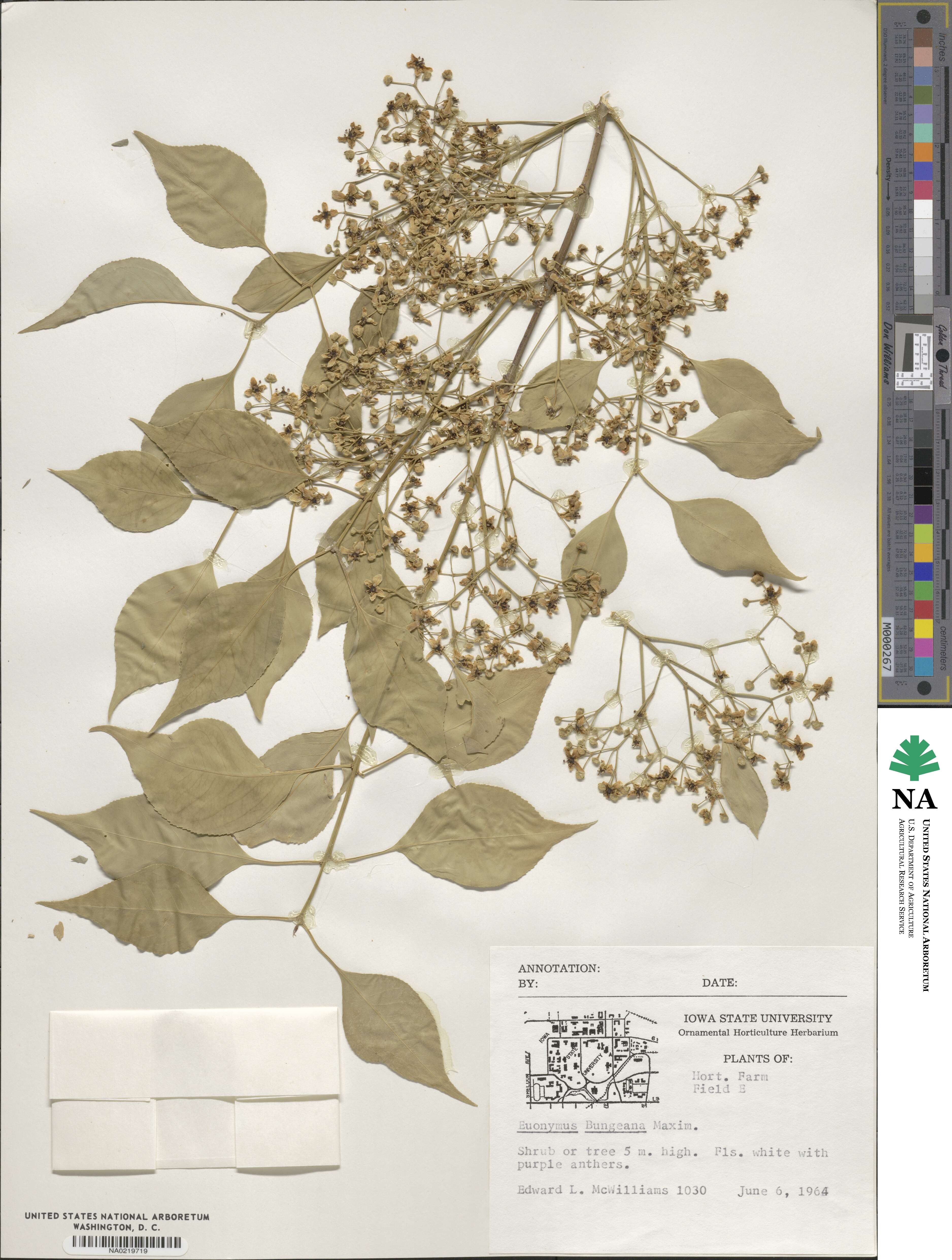 Euonymus maackii image