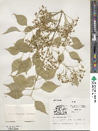 Euonymus maackii image