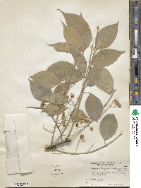 Euonymus maackii image