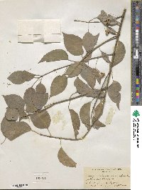 Euonymus maackii image