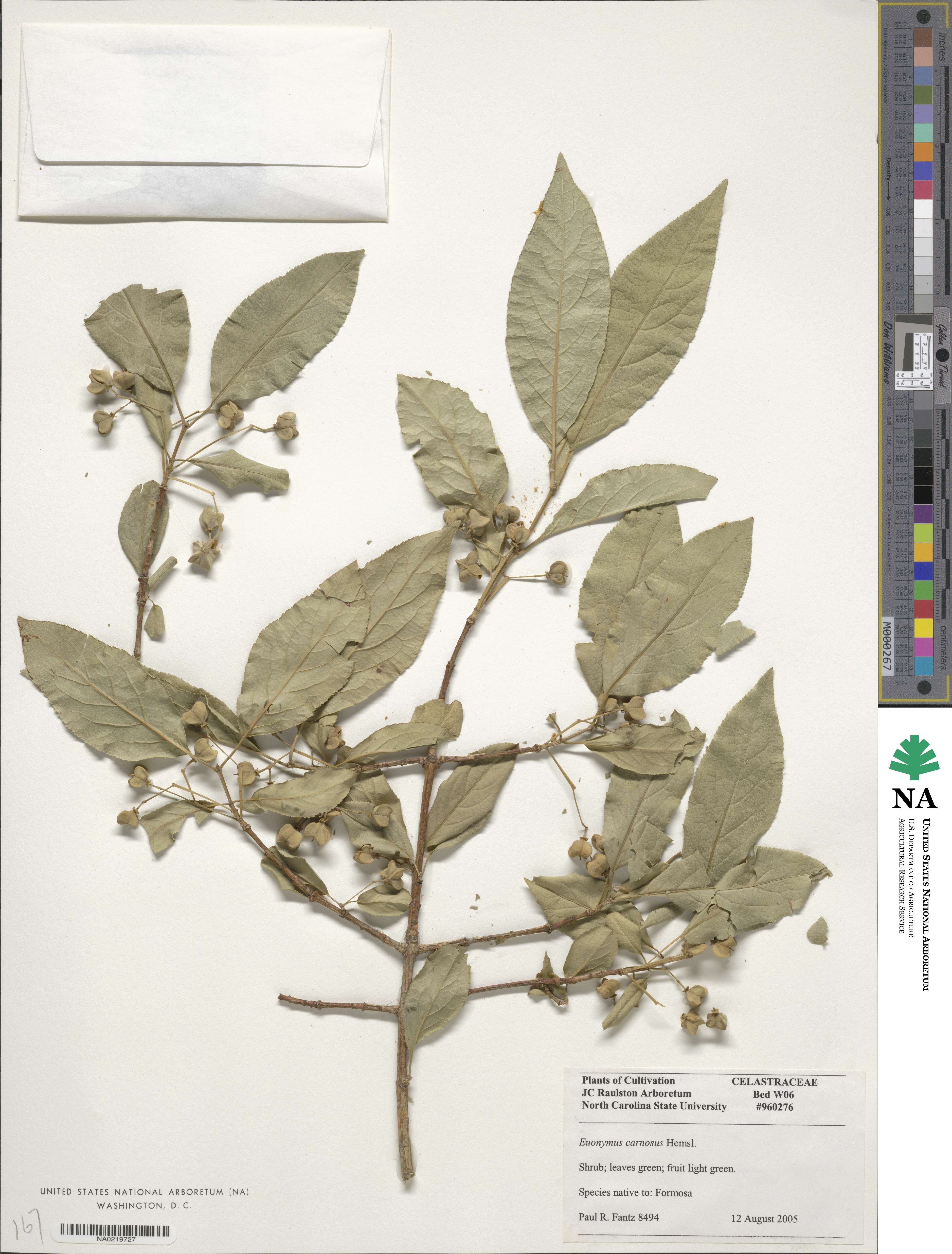 Euonymus carnosus image