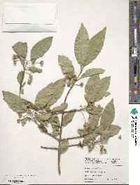 Euonymus carnosus image