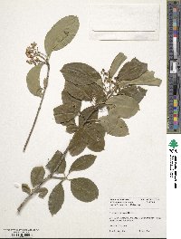 Euonymus carnosus image