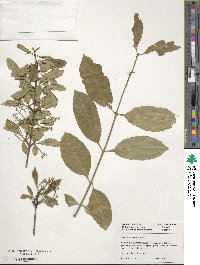 Euonymus carnosus image