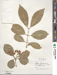 Euonymus carnosus image