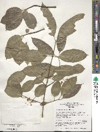 Euonymus carnosus image