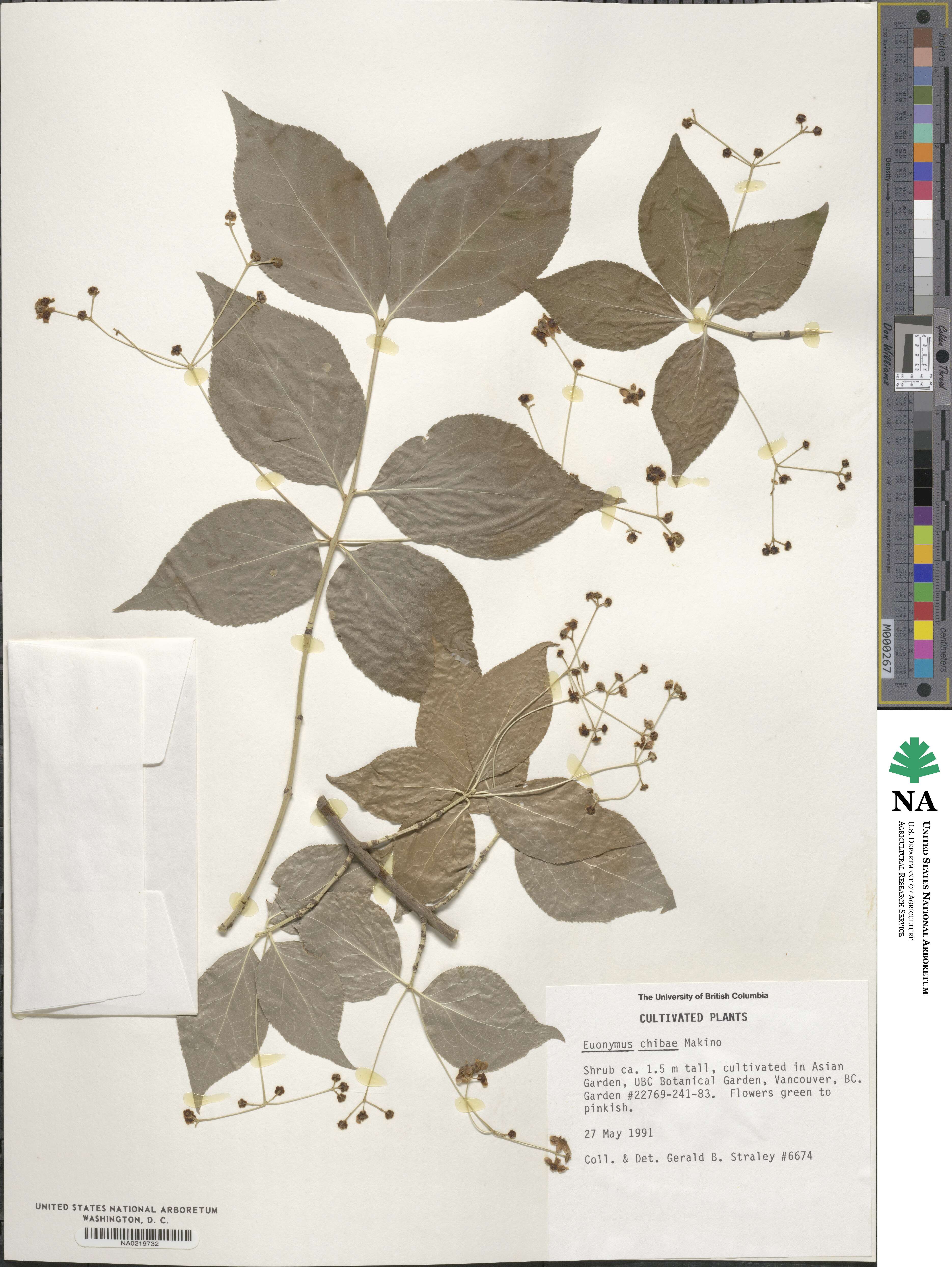 Euonymus chibae image