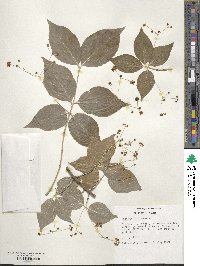 Image of Euonymus chibae