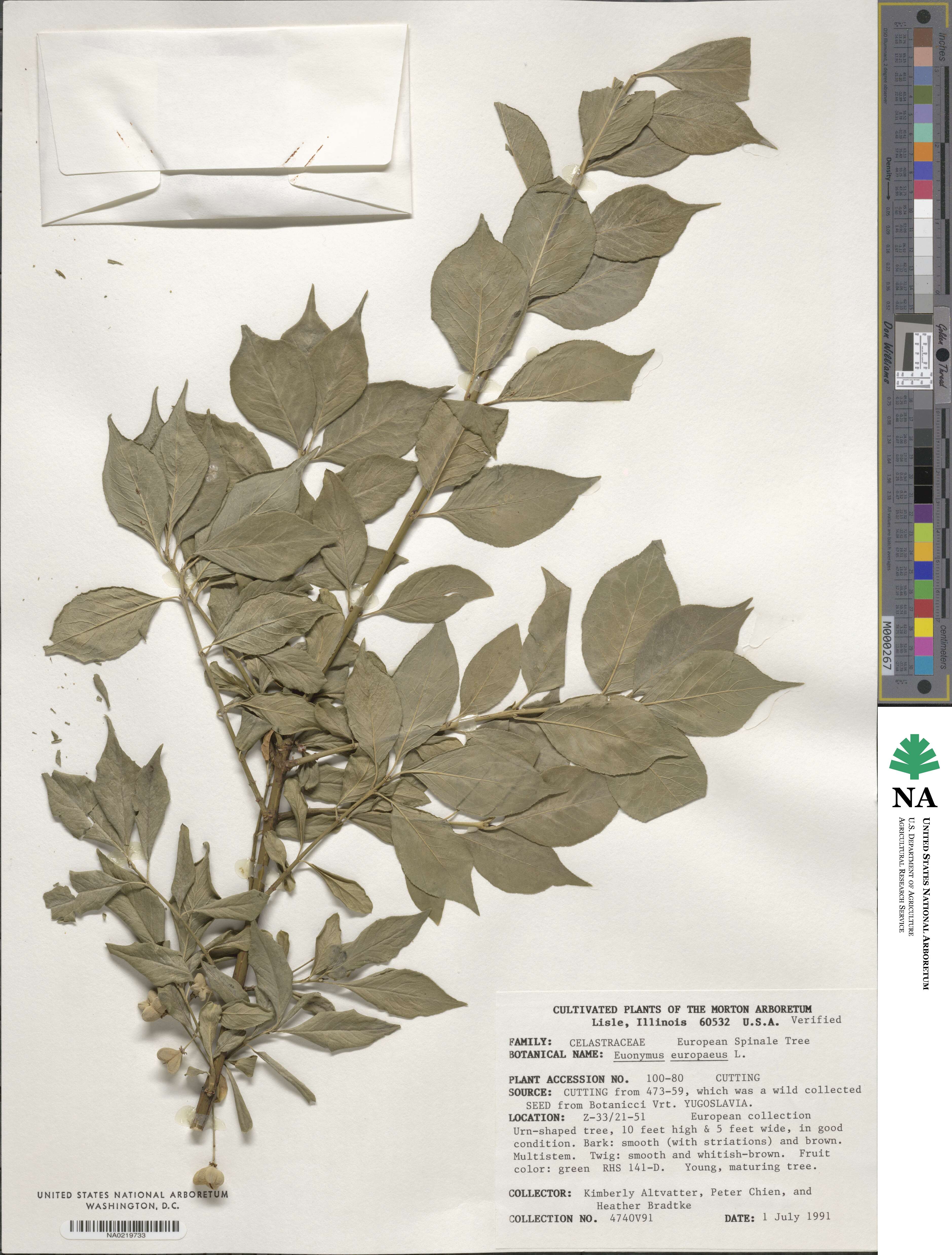 Euonymus europaeus image