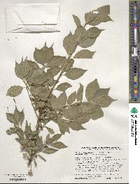 Euonymus europaeus image