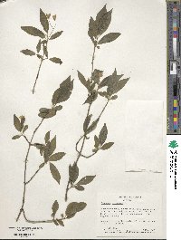 Euonymus europaeus image