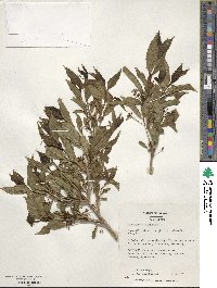 Euonymus europaeus image