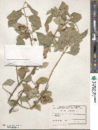 Euonymus europaeus image