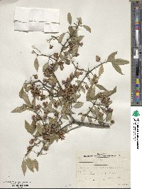 Euonymus europaeus image