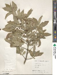 Euonymus europaeus image