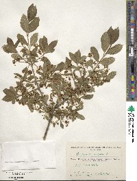 Euonymus europaeus image