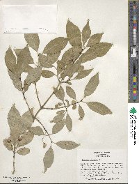 Euonymus europaeus image