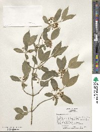 Euonymus europaeus image