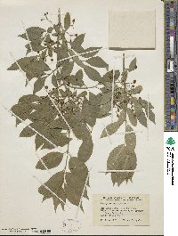 Euonymus europaeus image