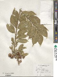 Euonymus europaeus image