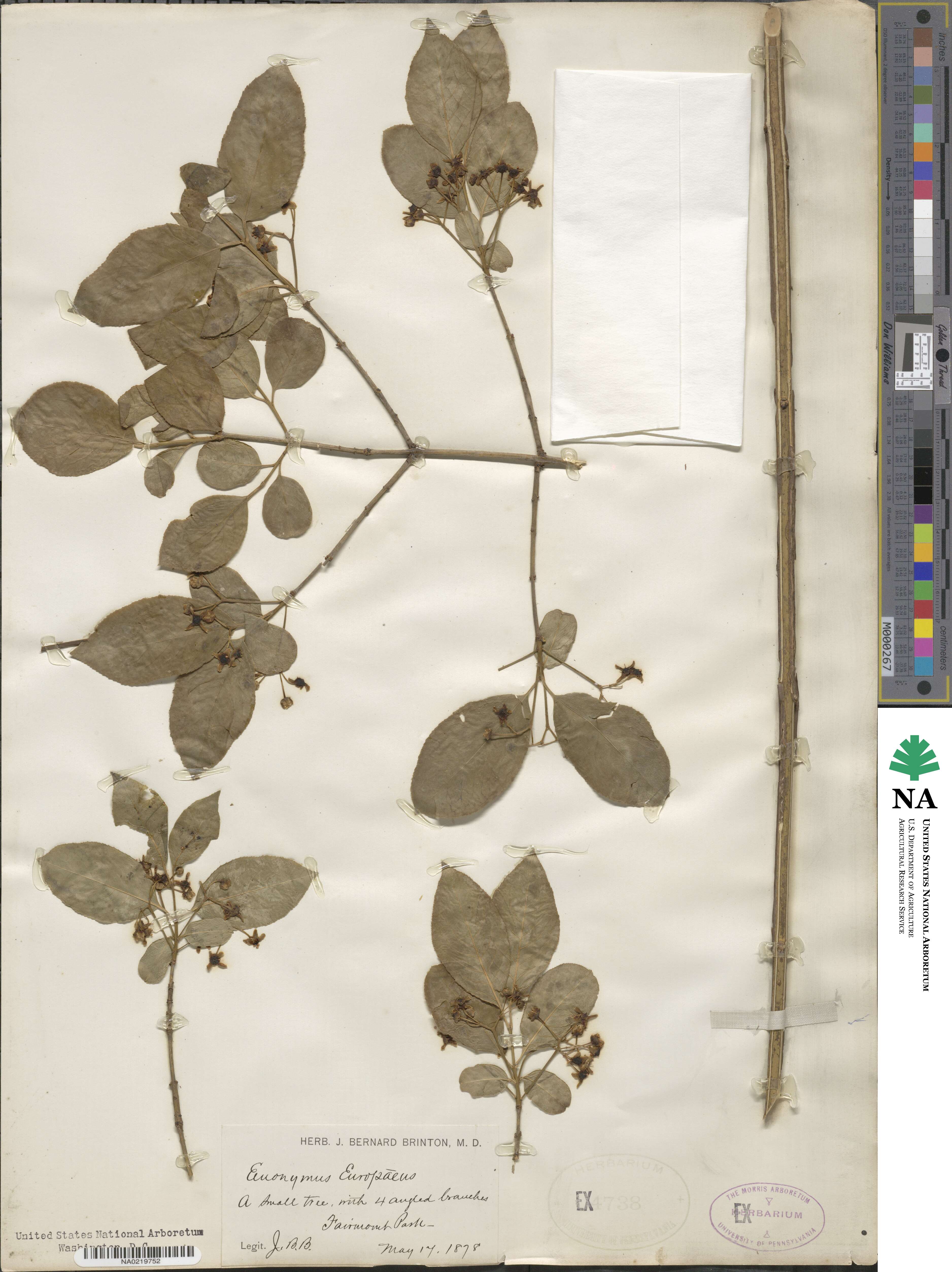 Euonymus europaeus image
