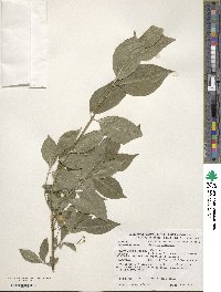 Euonymus europaeus image