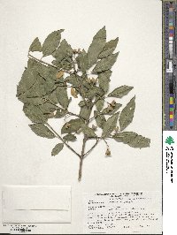 Euonymus europaeus image