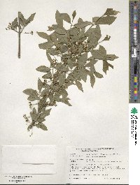 Euonymus europaeus image